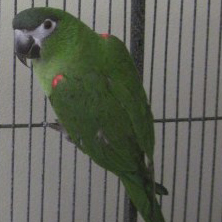 Red Shouldered Macaw.